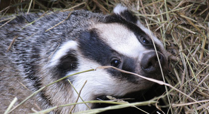 hunting badger