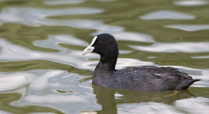 hunting coot