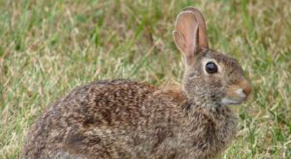 hunting brown hare