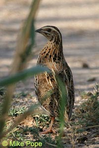 hunting quail
