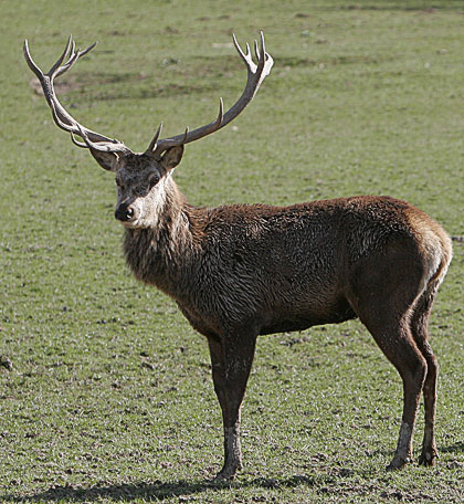 common stag