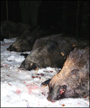 hunting Romania